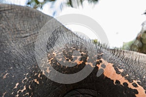 Asian Elephant skin texture abstract background