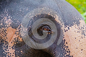 Asian Elephant skin texture abstract background