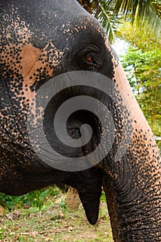 Asian Elephant skin texture abstract background