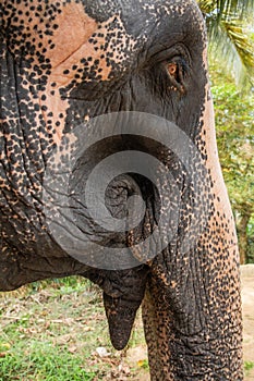 Asian Elephant skin texture abstract background