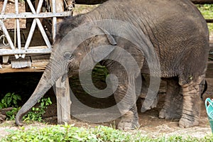 Asian elephant species In the conservation center