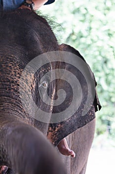 Asian elephant species In the conservation center