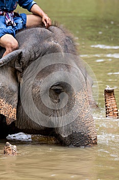 Asian elephant species In the conservation center