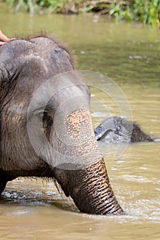 Asian elephant species In the conservation center