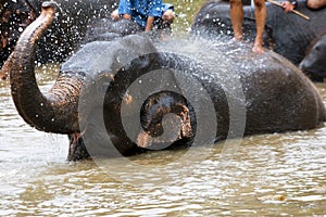 Asian elephant species In the conservation center