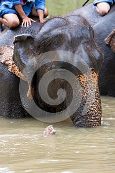 Asian elephant species In the conservation center