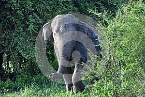 Asian elephant in sri lanka