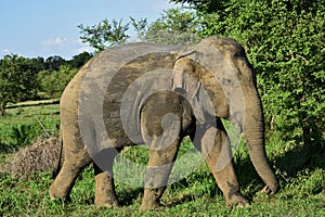 Asian elephant in sri lanka