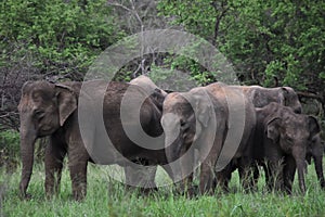 Asian elephant in sri lanka