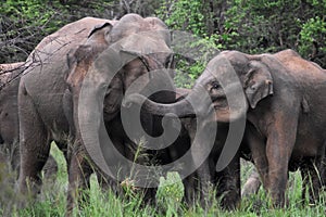 Asian elephant in sri lanka