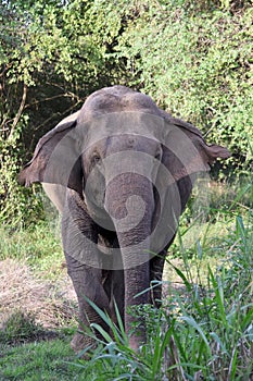 Asian elephant in sri lanka