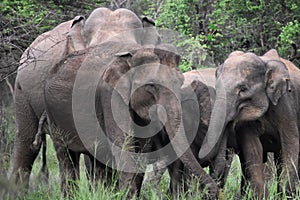 Asian elephant in sri lanka