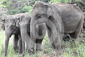 Asian elephant in sri lanka