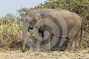 Asian Elephant