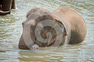 Asian elephant