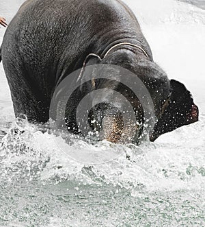 Asian elephant taking a bath and playing in river in the Zoo in