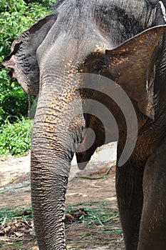 Asian elephant. Thailand.