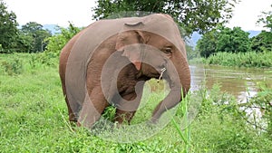 Asian elephant in Thailand
