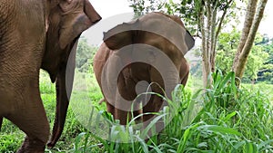 Asian Elephant in Thailand