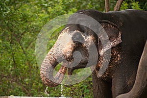 Asian Elephant is thirsty 1.