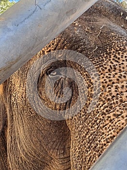 Asian elephant tied to a chain. Green grass background