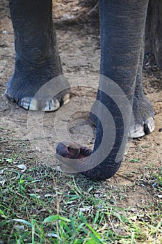 Asian elephant trunk detail