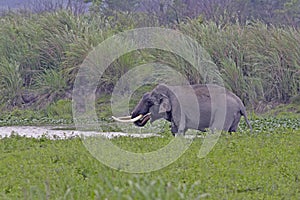 Asian elephant tusker drinking water