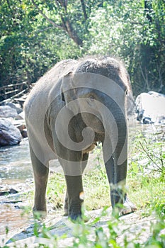 Asian elephant walk across the river in Chiangmai, Thailand.