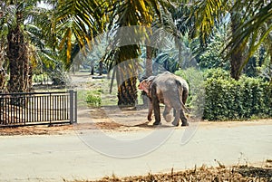 Asian elephant walking through a gate at an animal sanctuary