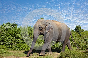 Asian elephant walking on the grass