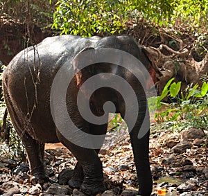 An Asian elephant walking in the jungle in Cambodia