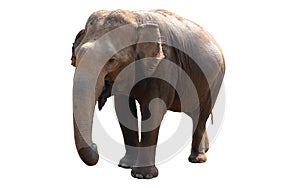 Asian elephant on white background