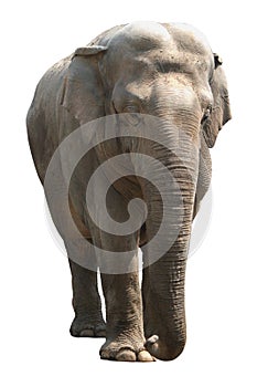 Asian elephant on white background