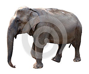 Asian elephant on white background