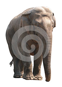 Asian elephant on white background