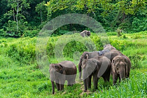 Asian elephant wildlife in nature