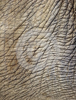 Asian elephant wrinkly skin, thailand, asia photo