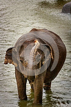 Asian elephant in Yala National Park in the arid undergrowth