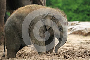 Asian elephant