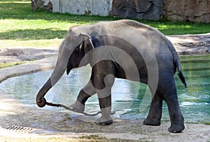 Asian Elephant in Zoo