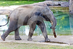 Asian Elephant in Zoo