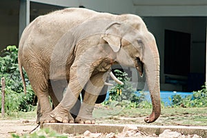 Asian Elephant in the zoo