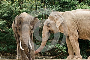 Asian Elephant in the zoo