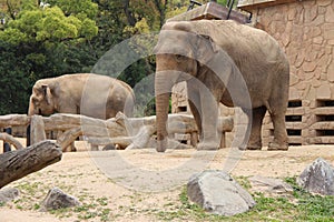 asian elephant in a zoo in osaka - japan