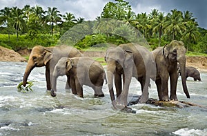 Asian Elephants