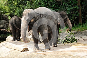 Asian Elephants