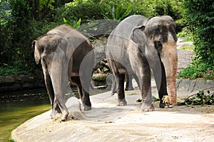 Asian Elephants