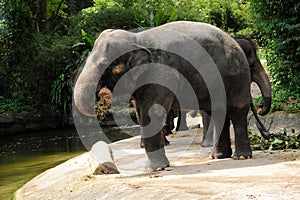 Asian Elephants