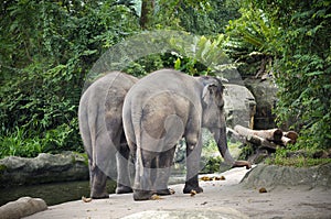 Asian Elephants