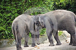 Asian Elephants